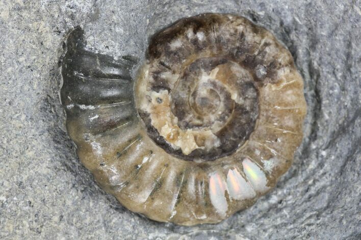 Ammonite (Promicroceras) Fossil - Lyme Regis #103016